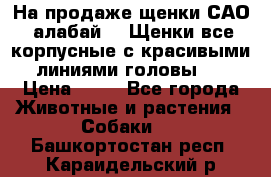 На продаже щенки САО (алабай ). Щенки все корпусные с красивыми линиями головы . › Цена ­ 30 - Все города Животные и растения » Собаки   . Башкортостан респ.,Караидельский р-н